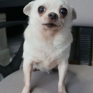 チワワ♪9歳の女の子