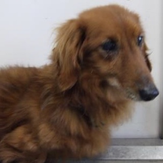 里親様に迎えられました。有難うございました。