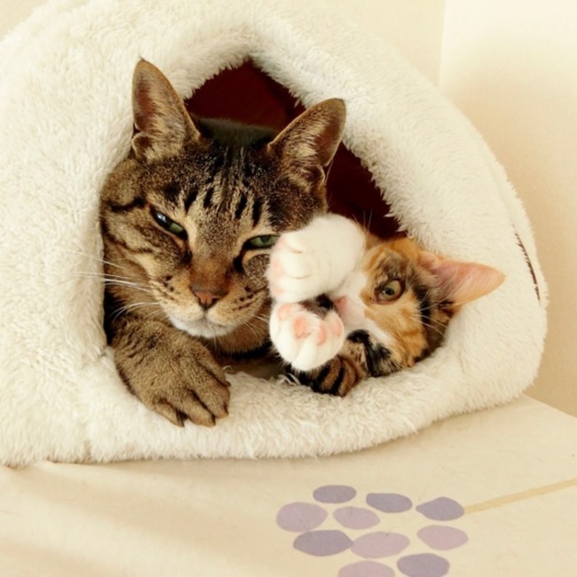 しっぽをあげてのカバー写真