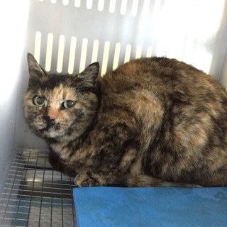 里親様が決まりました♡有難うございました！