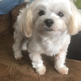 甘えん坊のお転婆娘♥️マルチーズのまりもちゃん