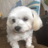 甘えん坊のお転婆娘♥️マルチーズのまりもちゃん サムネイル2