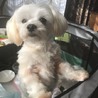 甘えん坊のお転婆娘♥️マルチーズのまりもちゃん サムネイル3