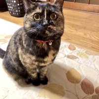 ちゃこ