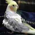 【里親さん決定しました】オカメインコ(♂)一羽