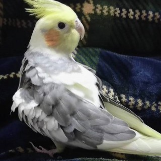 【里親さん決定しました】オカメインコ(♂)一羽