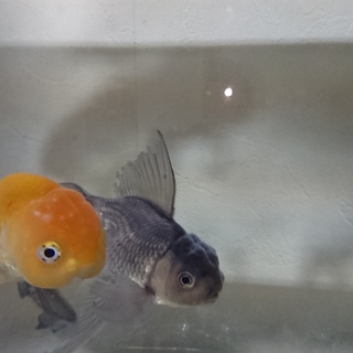 らんちゅうと青文魚