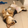 の写真
