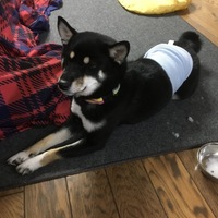 かりん