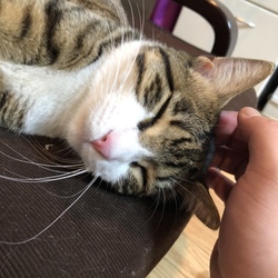 里親トライアル開始