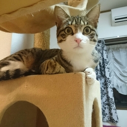 しあわせにゃんこ譲渡会@東日本橋