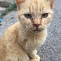 茶トラ猫の里親募集