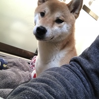チャッピー