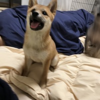 イチゴ