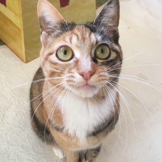 里親募集は終了しました