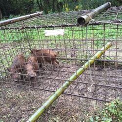 「里親募集！…なんて」サムネイル1
