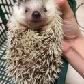 ハリネズミのオーナーさん募集です