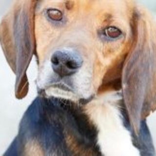 人も犬も大好きな　クキオ