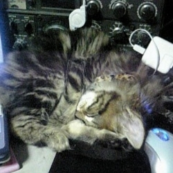 「ベルクさんがやって来て３周年！」サムネイル1