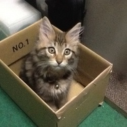 「ベルクさんがやって来て３周年！」サムネイル2