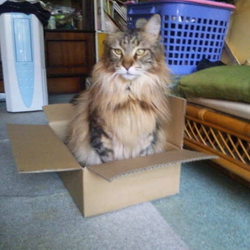 「ベルクさんがやって来て３周年！」サムネイル3