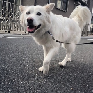 シロちゃん里親さま募集中