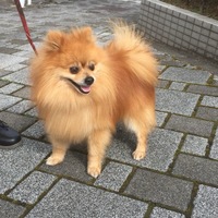 レオ