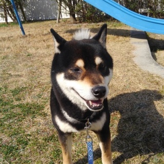 黒柴、4歳、男の子です