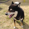 黒柴、4歳、男の子です サムネイル2