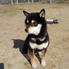 黒柴、4歳、男の子です サムネイル3