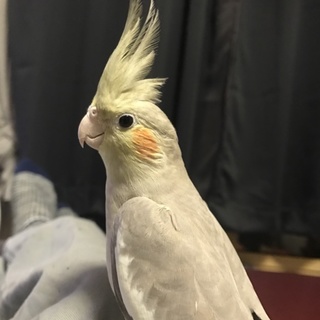 オカメインコの元気なオスです