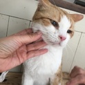 ありがとうございます。茶白の男の子ねる君