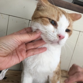 ありがとうございます。茶白の男の子ねる君