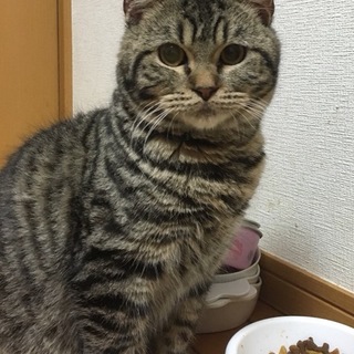 順にお返事のため一時停止甘えん坊マンチカン