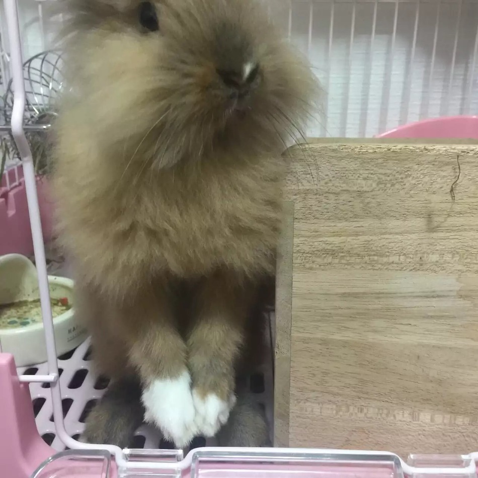 チュウちゃんのカバー写真