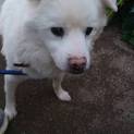 真っ白なワンコ、１０歳くらいのシロちゃん
