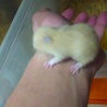 キンクマハムスターの子ハム１匹の里親様募集 サムネイル2