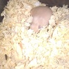 キンクマハムスターの子ハム１匹の里親様募集 サムネイル3