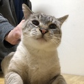甘えん坊の男の子の里親募集！
