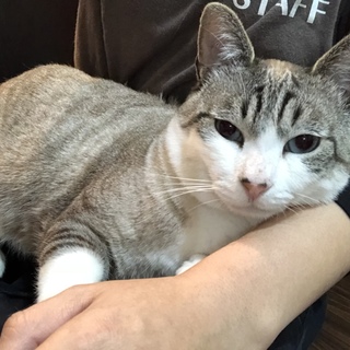 【ゆうくん】青目の甘えん坊