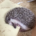 ハリネズミ 男の子 4歳
