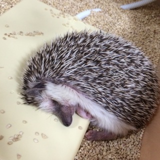 ハリネズミ 男の子 4歳