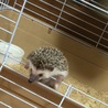 ハリネズミ 男の子 4歳 サムネイル2