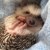 ハリネズミ 男の子 4歳 サムネイル3