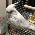 オカメインコ♂里親募集