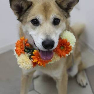 残りの犬生を、お庭で日向ぼっこして穏やかに…