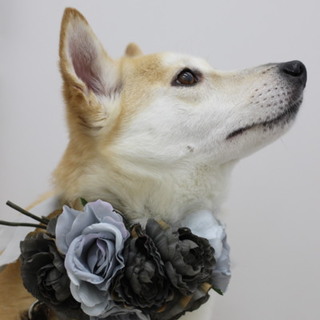 整ったお顔でとっても美犬な　ルチアちゃん