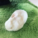 里親さん募集中！