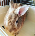 里親さん募集中！