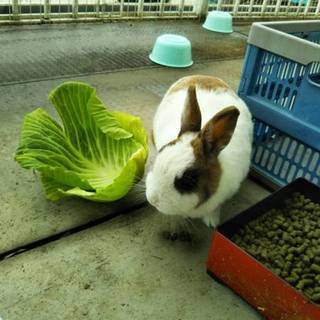 ネザーランドドワーフ5歳外飼い